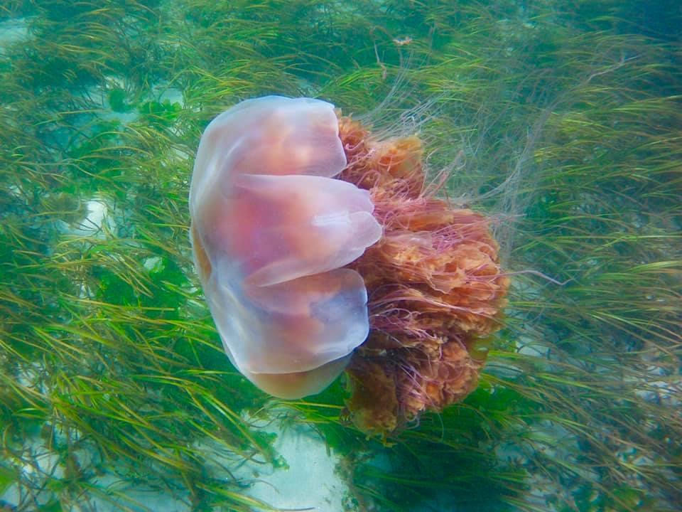 A Different Point-of-View:&nbsp;Jellyfish